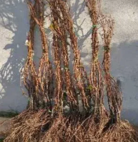 Саженцы винограда: лучшие сорта на весну 2026 года- фото № 2