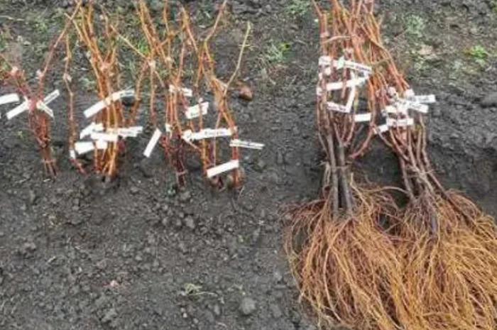 Саженцы винограда: лучшие сорта на весну 2026 года- фото № 3