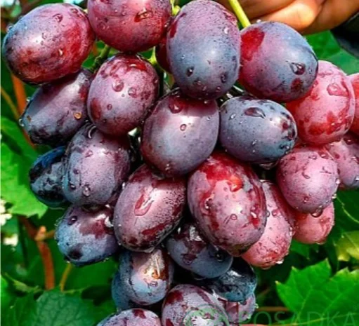 Саженцы винограда: лучшие сорта на весну 2026 года- фото № 5