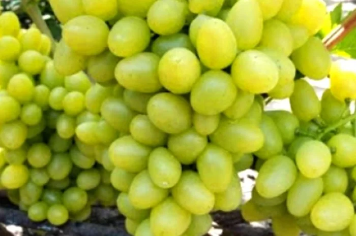 Саженцы винограда: лучшие сорта на весну 2026 года- фото № 6