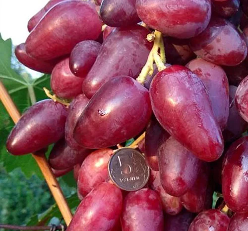 Саженцы винограда: лучшие сорта на весну 2026 года- фото № 7