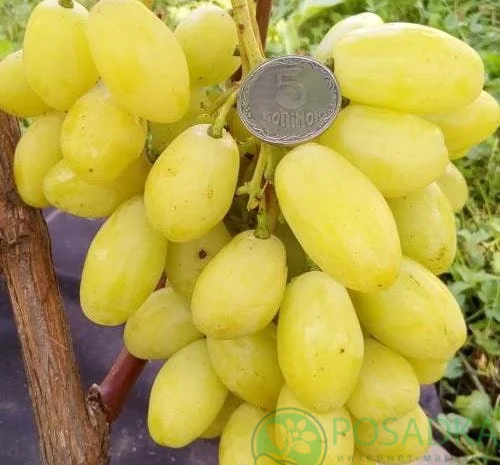 Саженцы винограда: лучшие сорта на весну 2026 года- фото № 9