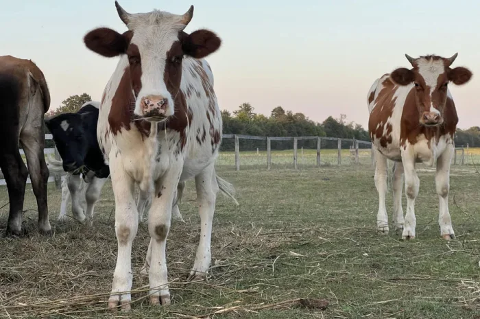 Продам ВРХ живою вагою- фото № 1