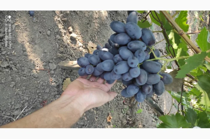 Продаются саженцы винограда- фото № 2