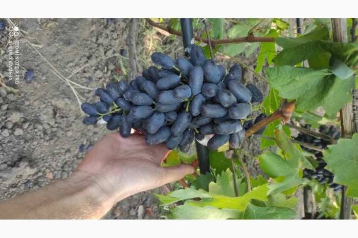 Продаются саженцы винограда- фото № 3