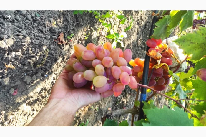 Продаются саженцы винограда- фото № 4