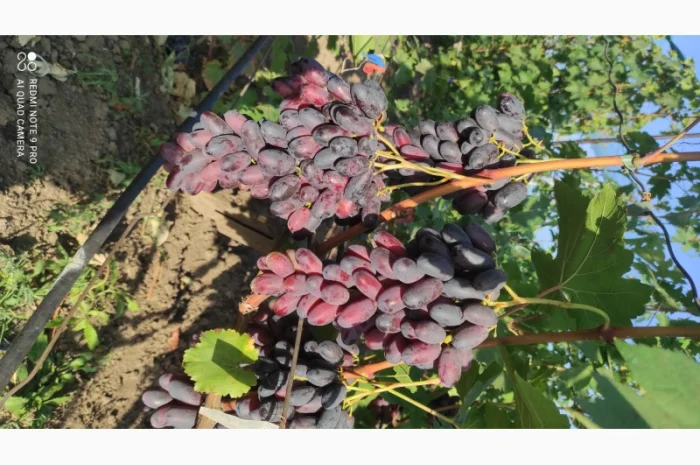 Продаются саженцы винограда- фото № 5