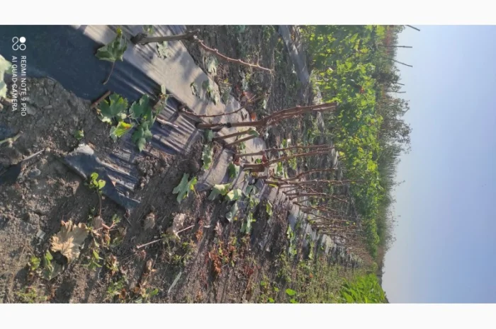 Продаются саженцы винограда- фото № 6