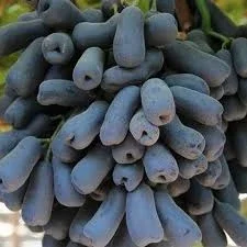 Живці винограда для вкорінення- фото № 1