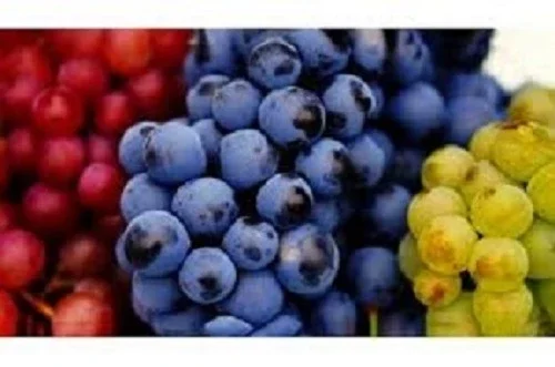 Черенки винограду для щеплення та вкорінення- фото № 1