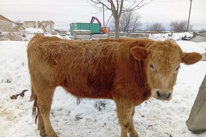 Бик ,бичок, телиця. Жива вага- фото № 1