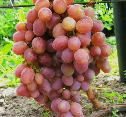 Саджанці винограду Багровий - 2-річні- фото № 1