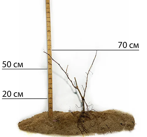 Саджанці винограду Багровий - 2-річні- фото № 2