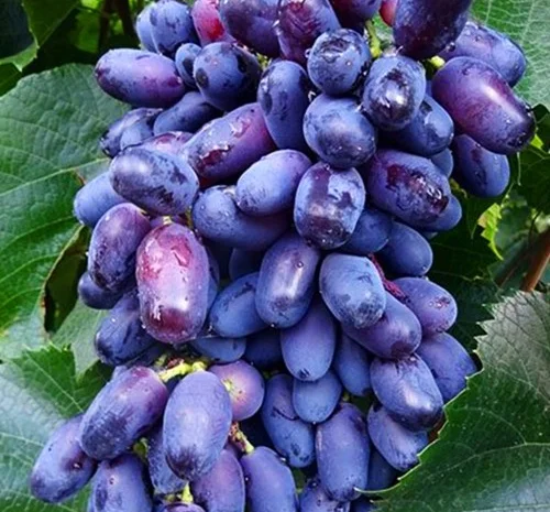 Саджанці винограду Академік - 2-річні- фото № 1