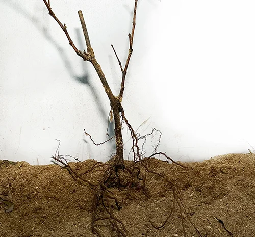 Саджанці винограду Академік - 2-річні- фото № 3