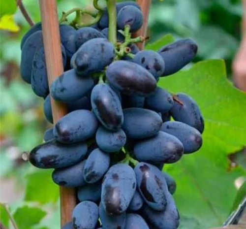 Саджанці винограду Байконур - 2 роки- фото № 1