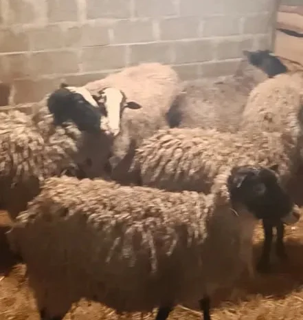 Продам баранину! Молодых ягнят!- фото № 1