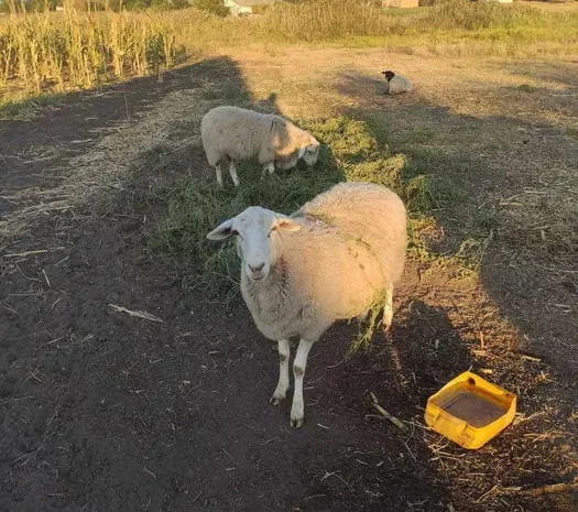 Продам баранину живой вес- фото № 1