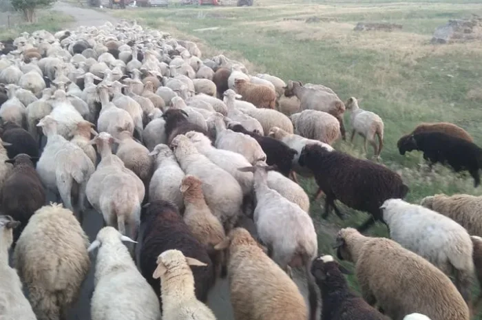 Продам баранину живым весом- фото № 1