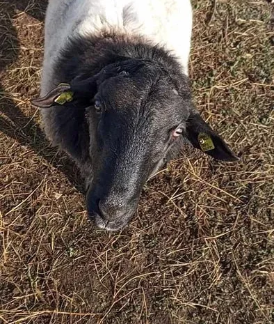 Продам баранину (дорпер, Романовка) жива вага- фото № 1