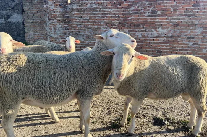 Баранина живою вагою- фото № 1