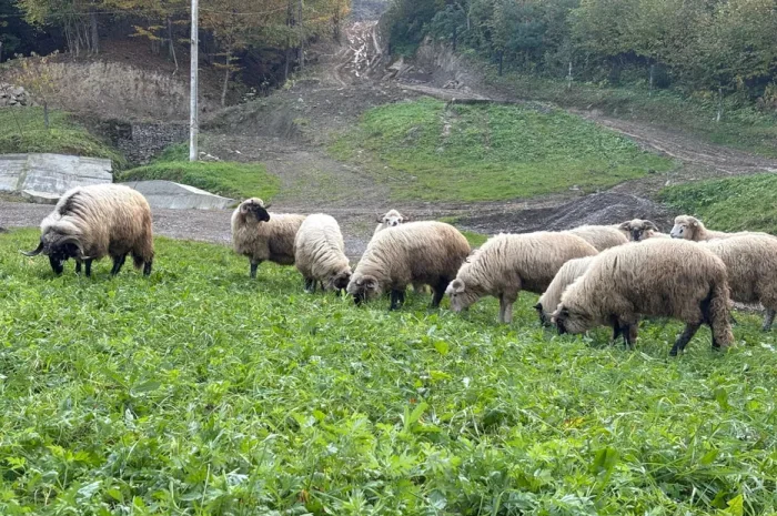 Продам Баранину живою вагою!- фото № 1