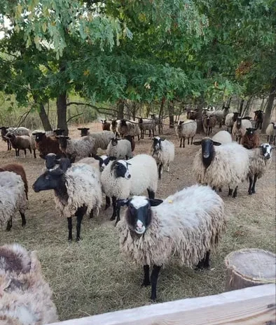 Продам баранину,ягнятіну живою вагою або тушкой- фото № 1