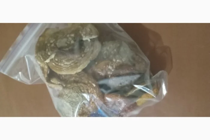 Мухоморы красные сухие- фото № 2