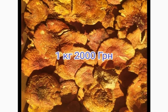 Мухомор красный- фото № 1