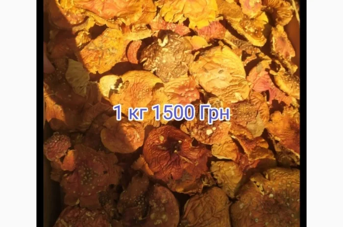 Мухомор красный- фото № 2