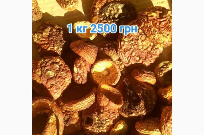 Мухомор красный- фото № 3