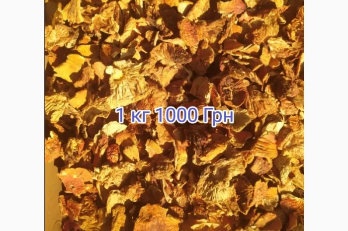 Мухомор красный- фото № 4