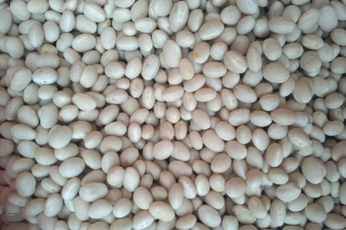 Квасоля Фасоль неві бінс- фото № 2