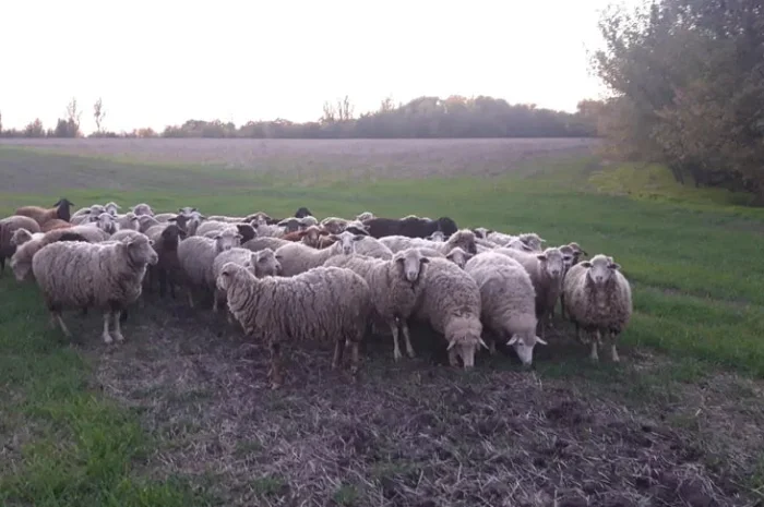 Бараны живой вес- фото № 1