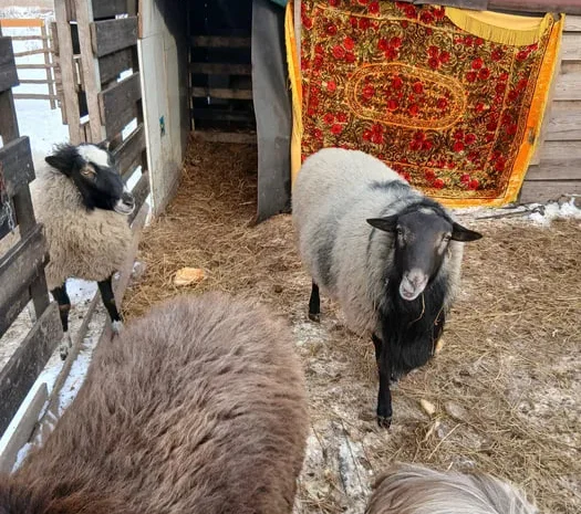 Овечки,барани,живим весом- фото № 1