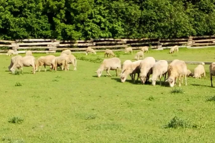 Овечки, бараны, овцы- фото № 1