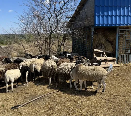 Бараны дорперы 75% живым весом- фото № 1