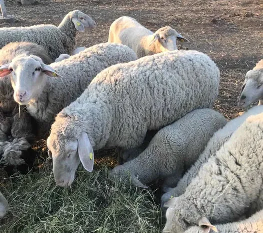 Вівці , жива вага , вівці на мясо. Овцы живой вес- фото № 1