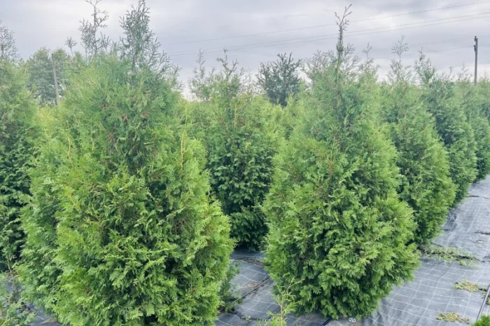 Продается туя разных сортов- фото № 1