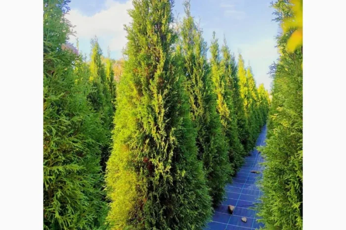 Продается туя разных сортов- фото № 2