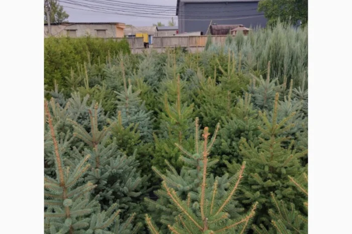 Продается туя разных сортов- фото № 3