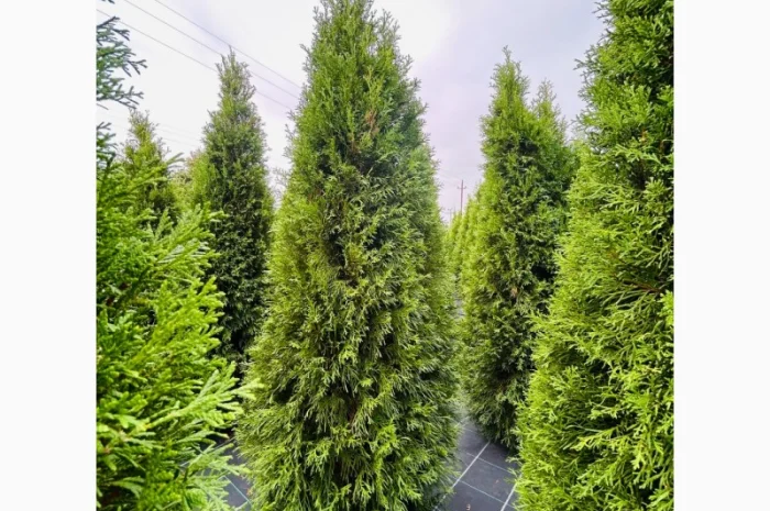 Продается туя разных сортов- фото № 4