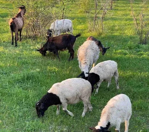 Вівці дорпери (овцы, бараны) ціна за кг- фото № 1