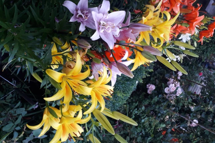 Саженцы туи Смарагд и других растений- фото № 10