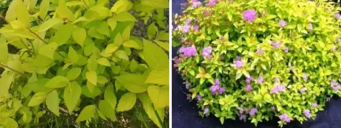 Саженцы туи Смарагд и других растений- фото № 11