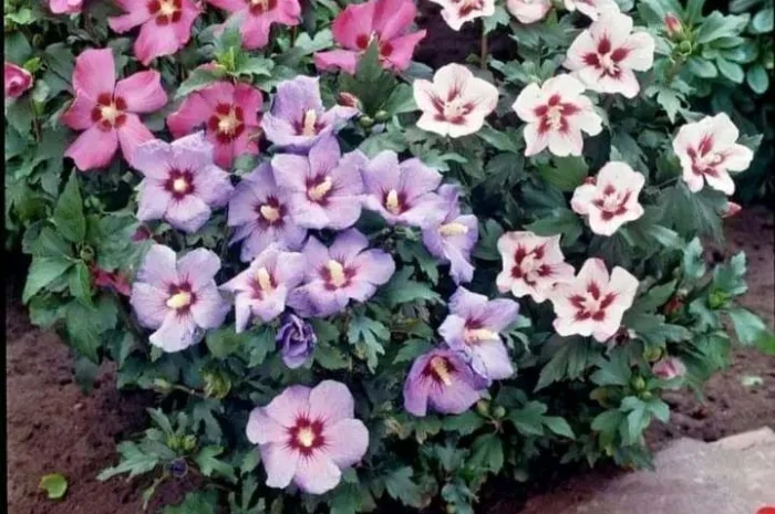 Саженцы туи Смарагд и других растений- фото № 12