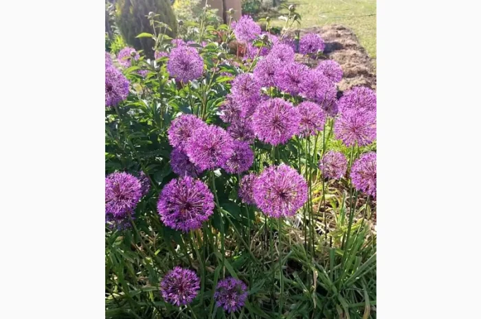 Саженцы туи Смарагд и других растений- фото № 13