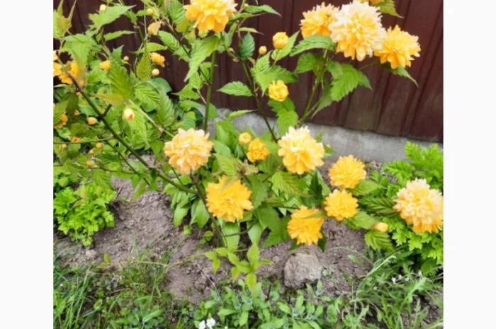 Саженцы туи Смарагд и других растений- фото № 14