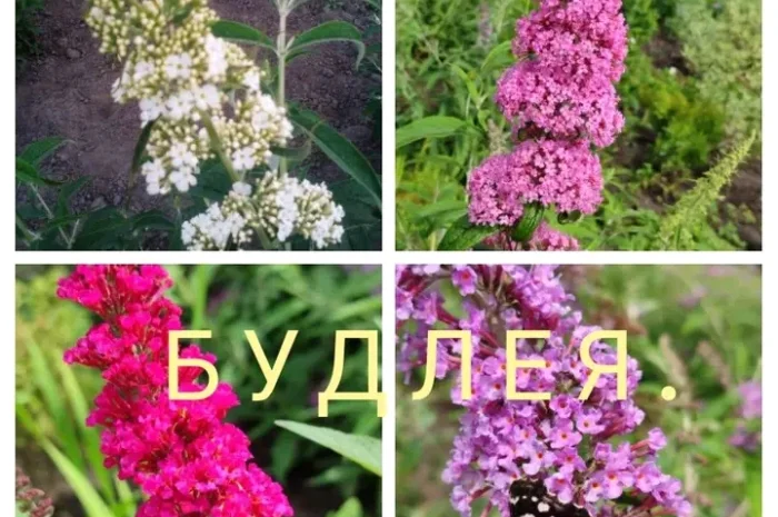 Саженцы туи Смарагд и других растений- фото № 15