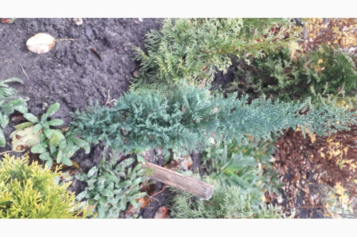 Саженцы туи Смарагд и других растений- фото № 17